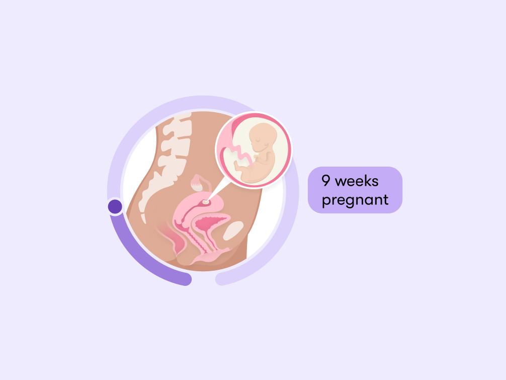 9 weeks pregnant Symptoms tips and baby development